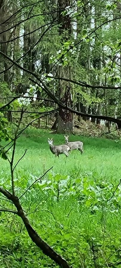 Alte Schaeferei Bad Gottleuba Villa Exteriör bild
