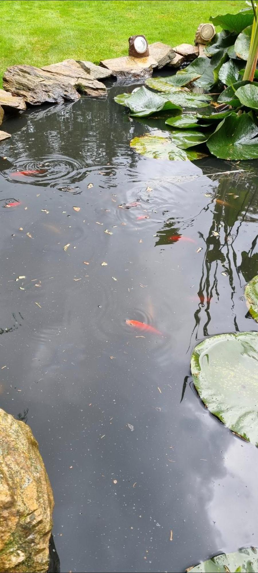 Alte Schaeferei Bad Gottleuba Villa Exteriör bild
